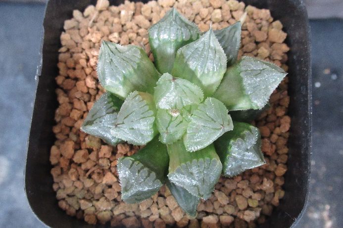 ブルミュータント