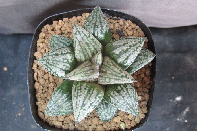 雪氷麗 × 前人未踏