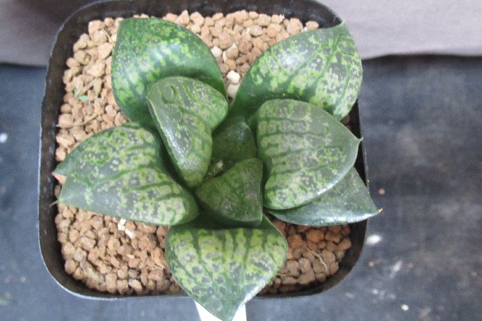 Other Succulents - 仮面舞踏会