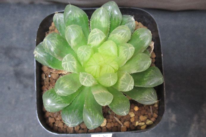 キサンタゴースト