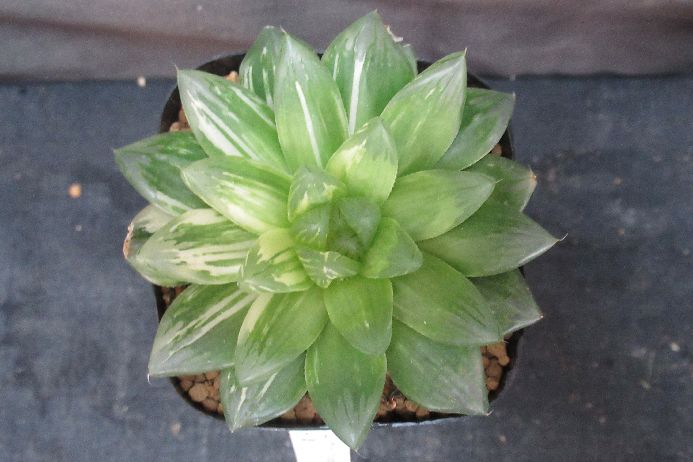 花火錦