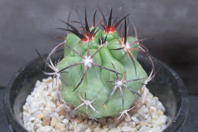 ドメイコエンシス