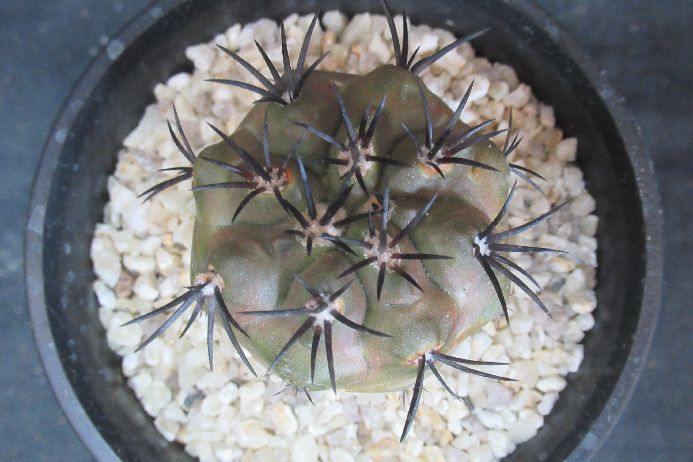 �ޥ�åƥ�����