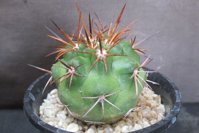 アルティコスタータ