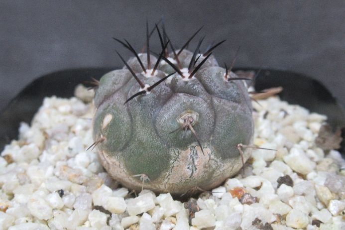 楽天市場】サボテン 黒王丸の通販