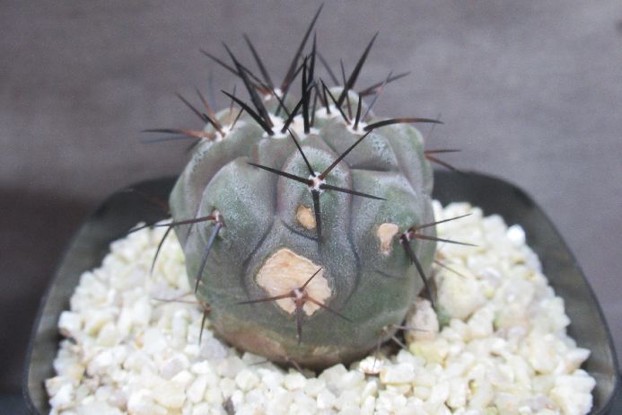 楽天市場】コピアポア 黒王丸の通販