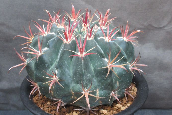 楽天市場】サボテン 日の出丸の通販