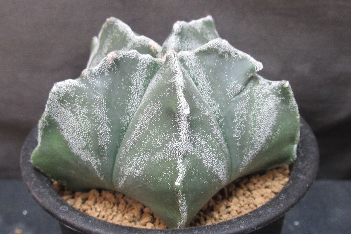 サボテン アストロフィツム Astrophytum myriostigma 3．5号鉢 正木 生きた植物ですので 成長や季節により変化します 掲載後の時間の経過により写真撮影時と 大きさや形が多少変わることがあります ご了承下さい 撮影時の...
