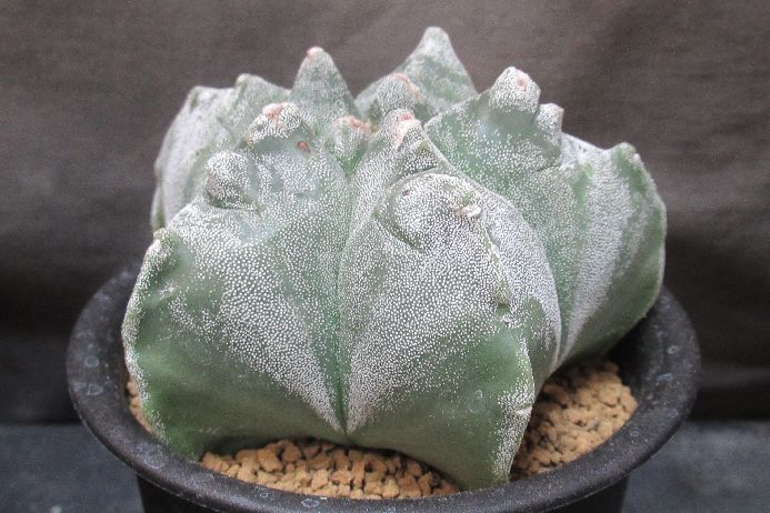 楽天市場】ランポー玉（種類（植物）サボテン）の通販