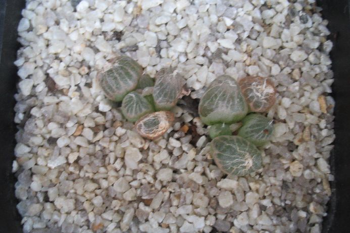 多肉植物 ブルビネ Bulbine mesembryanthoides 3号鉢 生きた植物ですので 成長や季節により変化します 掲載後の時間の経過により写真撮影時と 大きさや形が多少変わることがあります ご了承下さい 撮影時の光加減により ...