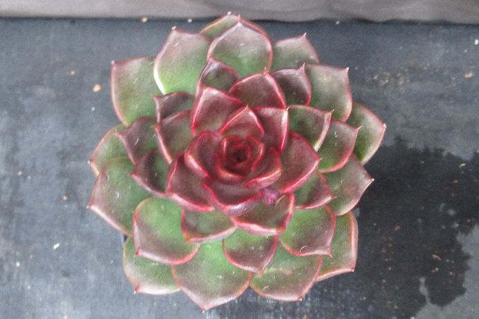 ブラッドマリア