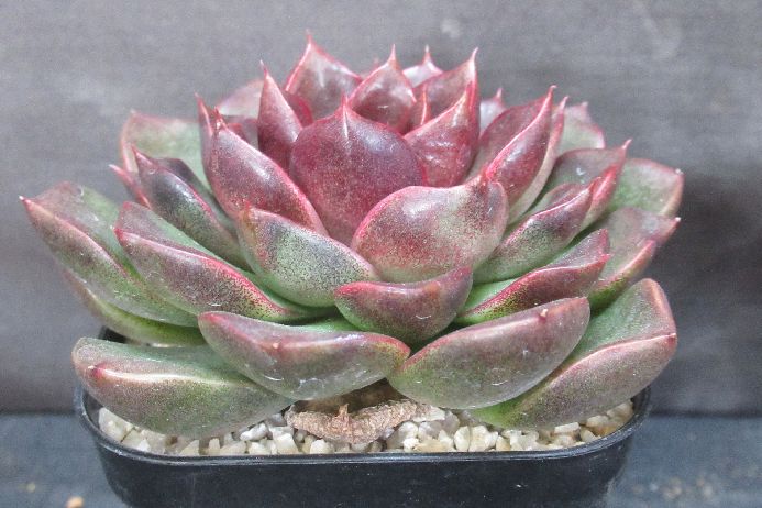 ブラッドマリア