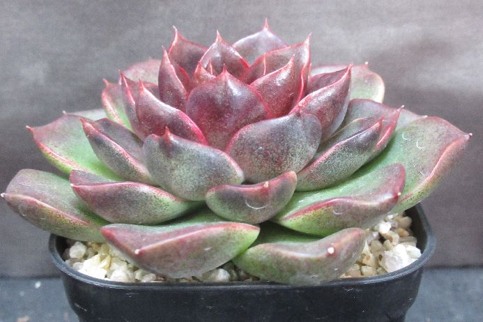 ブラッドマリア