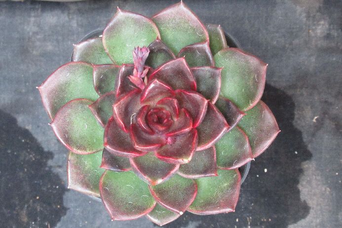 ブラッドマリア