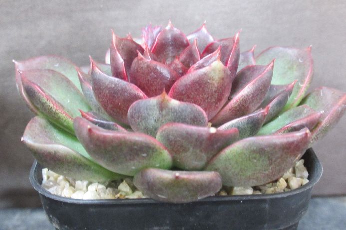 ブラッドマリア