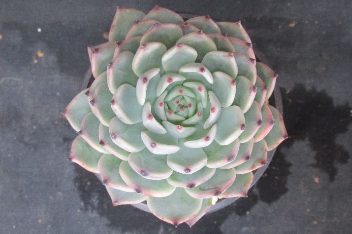 ワンダーネイル