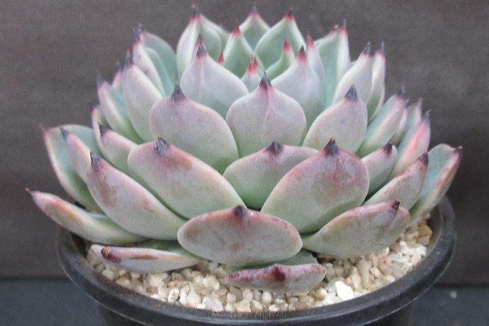 ワンダーネイル