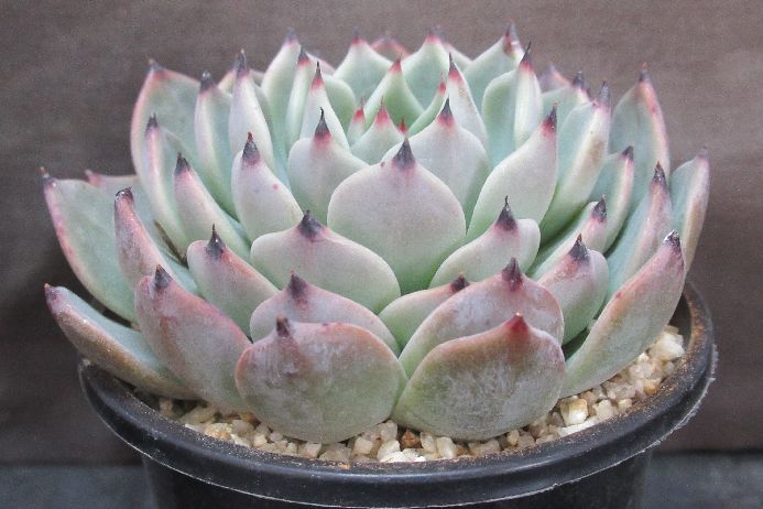 ワンダーネイル