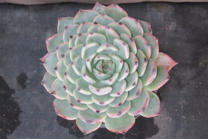 ワンダーネイル