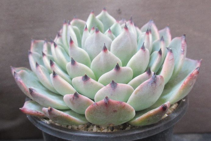 ワンダーネイル