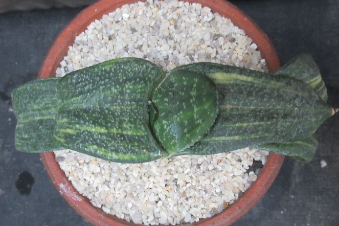 多肉植物 ガステリア Gasteria armstrongii f.variegata 3．5号鉢 生きた植物ですので 成長や季節により変化します 時間の経過により写真撮影時と 大きさや形が多少変わることがあります ご了承下さい 撮影時の光...