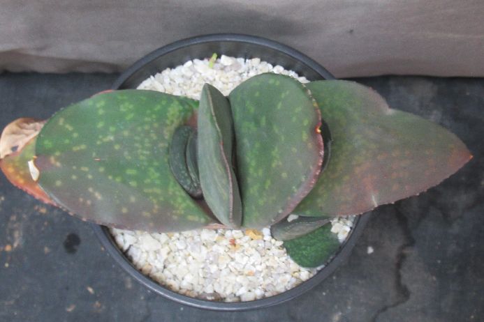 多肉植物 ガステリア Gasteria pillansii 3．5号鉢 生きた植物ですので 成長や季節により変化します 時間の経過により写真撮影時と 大きさや形が多少変わることがあります ご了承下さい 撮影時の光加減により 写真と実物で色具合が違うことがあります ＊写真は商品そのものです ＊基本的にご注文日より5日以内の発送となりますが、出来るだけ当日ないし翌日に発送させて頂きます