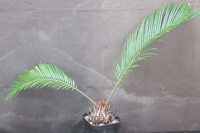 楽天市場】サイカス 蘇鉄の通販