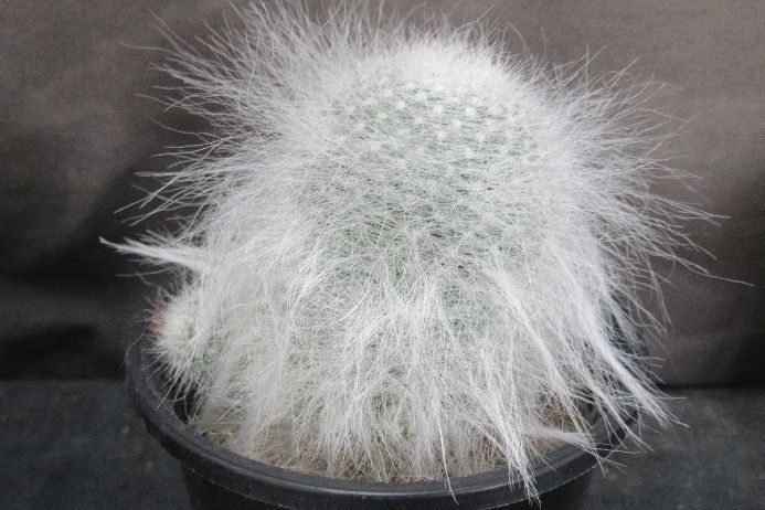 サボテン マミラリア Mammillaria hahniana f.lanata 3号鉢 正木 生きた植物ですので 成長や季節により変化します 掲載後の時間の経過により写真撮影時と 大きさや形が多少変わることがあります ご了承下さい 撮影時...