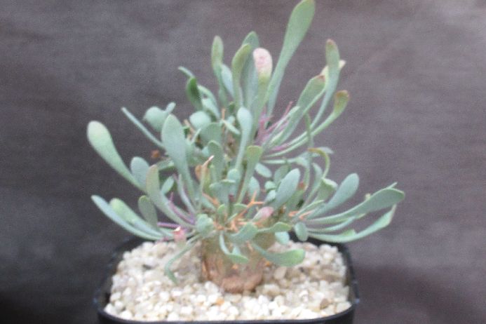 楽天市場】オトンナ ユーフォルビオイデスの通販