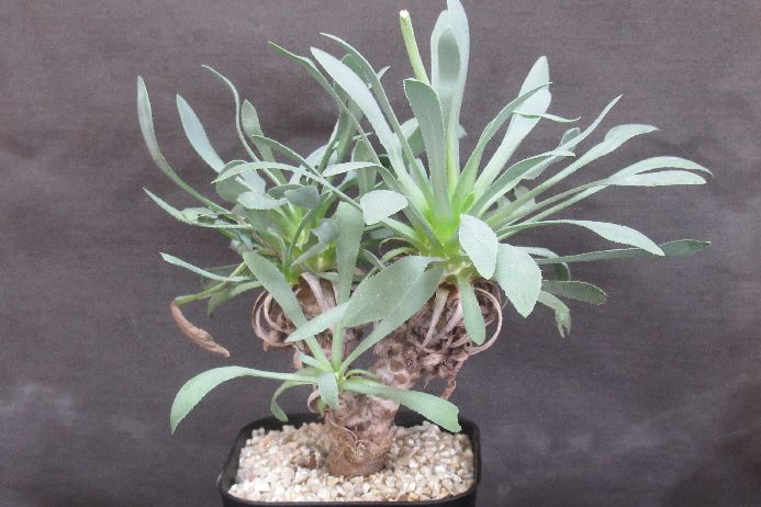 Other Aquatic Plants - レトロルサ