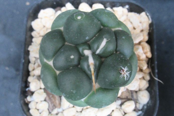 サボテン コリファンタ Coryphantha elephantidens f. nudum 3号鉢 自根 生きた植物ですので 成長や季節により変化します 掲載後の時間の経過により写真撮影時と 大きさや形が多少変わることがあります ご了承下さい 撮影時の光加減により 写真と実物で色具合が違うことがあります ＊写真は商品そのものです ＊基本的にご注文日より5日以内の発送となりますが出来るだけ当日ないし翌日に発送させて頂きます