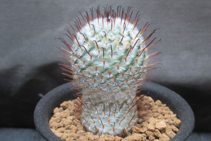 ペレスデラロサエ