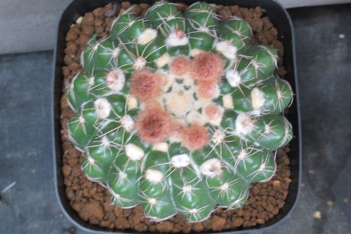 芍薬丸