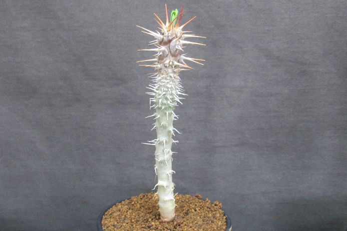 Other Succulents - ディディエレオイデス