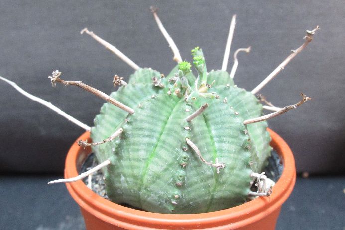 Other Succulents - バリダ