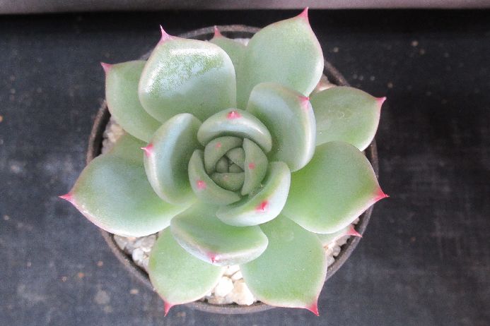 Other Succulents - 桃太郎