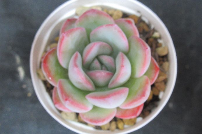 Other Succulents - メキシコプリドニス × ラウィ