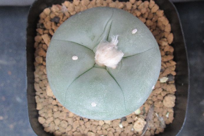 “翁”×“フワフワ” 多毛翠冠玉