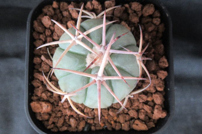 サボテン エキノカクタス Echinocactus horizonthalonius v.nicolii 2．5号鉢 正木 生きた植物ですので 成長や季節により変化します 掲載後の時間の経過により写真撮影時と 大きさや形が多少変わることがあります ご了承下さい 撮影時の光加減により 写真と実物で色具合が違うことがあります ＊写真は商品そのものです ＊基本的にご注文日より5日以内の発送となりますが、出来るだけ当日ないし翌日に発送させて頂きます