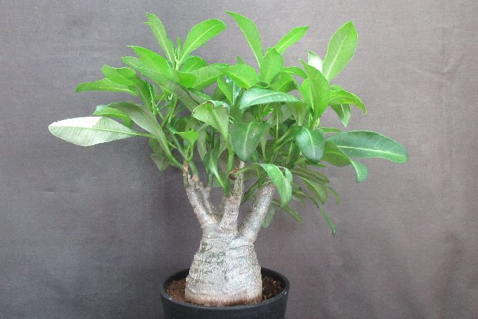 多肉植物 パキポディウム Pachypodium decaryi 5号鉢 実生 生きた植物ですので 成長や季節により変化します 掲載後の時間の経過により写真撮影時と 大きさや形が多少変わることがあります ご了承下さい 撮影時の光加減により 写真と実物で色具合が違うことがあります ＊写真は商品そのものです ＊基本的にご注文日より5日以内の発送となりますが、出来るだけ当日ないし翌日に発送させて頂きます