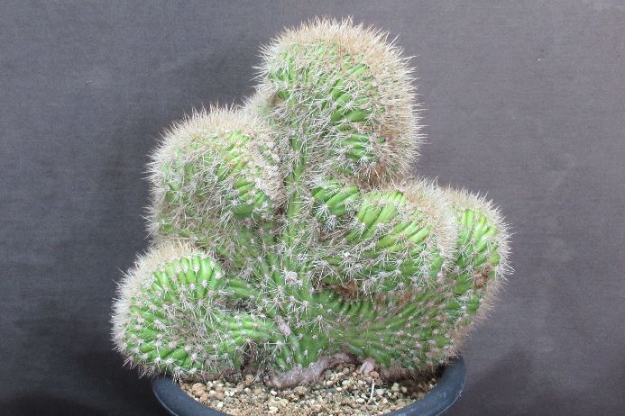 楽天市場】サボテン綴化（種類（植物）サボテン）の通販
