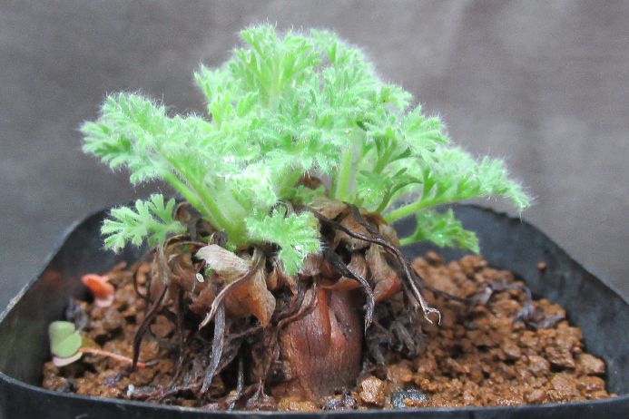 多肉植物 ペラルゴニウム Pelargonium appendiculatum 3号鉢 実生 生きた植物ですので 成長や季節により変化します 掲載後の時間の経過により写真撮影時と 大きさや形が多少変わることがあります ご了承下さい 撮影時の光加減により 写真と実物で色具合が違うことがあります ＊写真は商品そのものです ＊基本的にご注文日より5日以内の発送となりますが、出来るだけ当日ないし翌日に発送させて頂きます