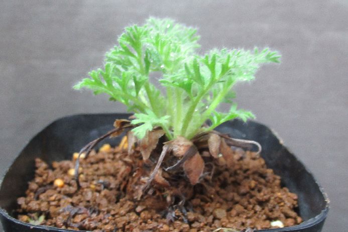 多肉植物 ペラルゴニウム Pelargonium appendiculatum 3号鉢 実生 生きた植物ですので 成長や季節により変化します 掲載後の時間の経過により写真撮影時と 大きさや形が多少変わることがあります ご了承下さい 撮影時の光加減により 写真と実物で色具合が違うことがあります ＊写真は商品そのものです ＊基本的にご注文日より5日以内の発送となりますが、出来るだけ当日ないし翌日に発送させて頂きます