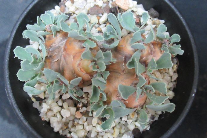 多肉植物 オトンナ Othonna cacalioides 3号鉢 実生 生きた植物ですので 成長や季節により変化します 掲載後の時間の経過により写真撮影時と 大きさや形が多少変わることがあります ご了承下さい 撮影時の光加減により 写真と実物で色具合が違うことがあります ＊写真は商品そのものです ＊基本的にご注文日より5日以内の発送となりますが、出来るだけ当日ないし翌日に発送させて頂きます