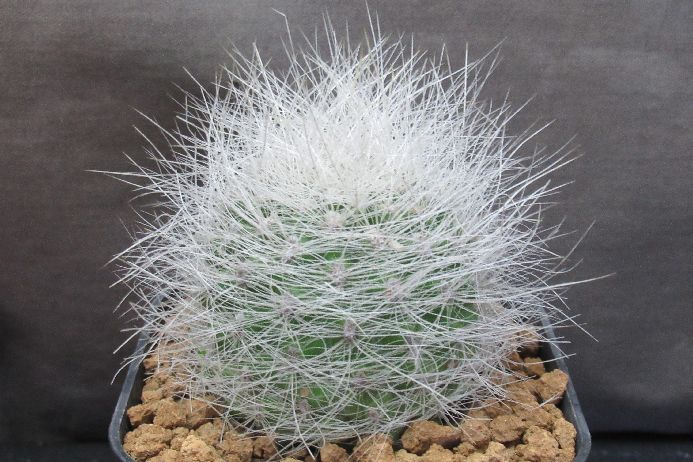 サボテン エリオシケ／ネオポルテリア Neoporteria nidus v.geocephala Eriosyce senilis 3号鉢 正木 生きた植物ですので 成長や季節により変化します 掲載後の時間の経過により写真撮影時と 大きさや形が多少変わることがあります ご了承下さい 撮影時の光加減により 写真と実物で色具合が違うことがあります ＊写真は商品そのものです ＊基本的にご注文日より5日以内の発送となりますが出来るだけ当日ないし翌日に発送させて頂きます