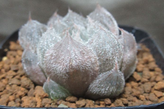 多肉植物 ハオルチア Haworthia venusta 2．5号鉢 生きた植物ですので 成長や季節により変化します 時間の経過により写真撮影時と 大きさや形が多少変わることがあります ご了承下さい 撮影時の光加減により 写真と実物で色具合が違うことがあります ＊写真は商品そのものです ＊基本的にご注文日より5日以内の発送となりますが出来るだけ当日ないし翌日に発送させて頂きます