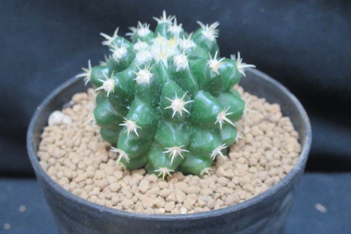 其它 - 短刺金鯱