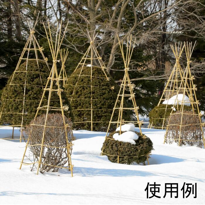 天然竹 約180～390cm 女竹 サラシ竹 冬囲い 支柱 中国産