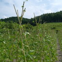 【北海道内法人様限定】女竹 8尺 約240cm 10本束×5束 50本 竹 天然竹 たけ 豆 野菜 冬囲い 雪囲い