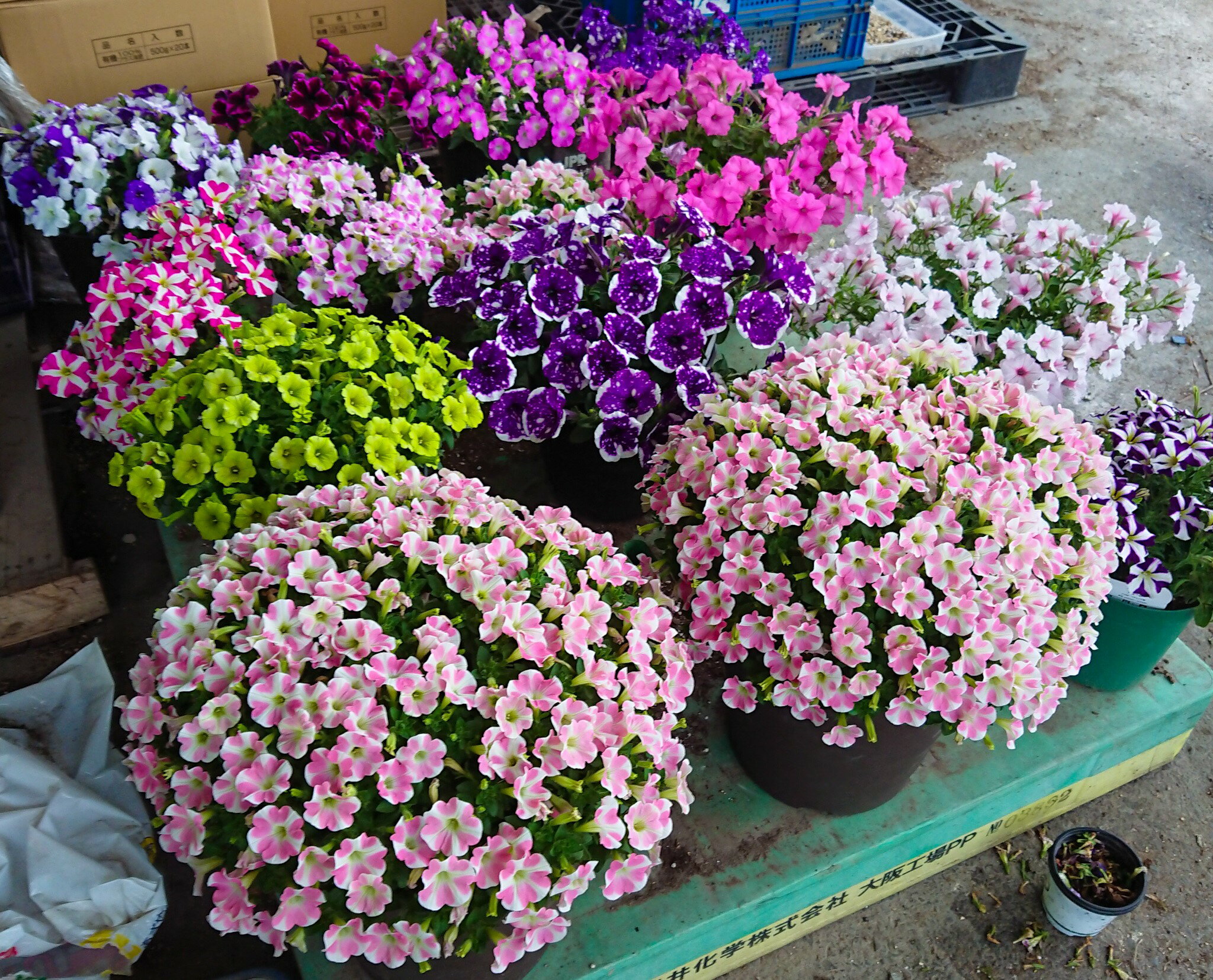 もりもり花咲く培養土！20L×2袋